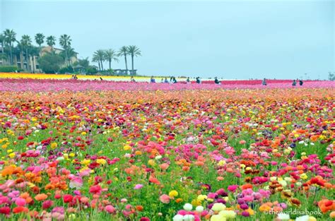 They have planted a ribbon of flowers right by the entrance as a symbol for all families in there journey with cancer. Colors of the Carlsbad Flower Fields - The World Is A Book