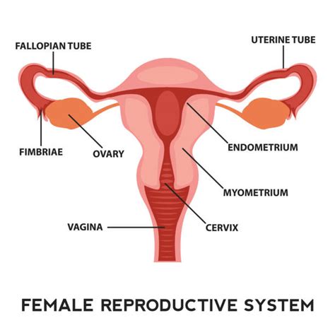 20 Female Reproductive System Chart Background Stock Illustrations Royalty Free Vector