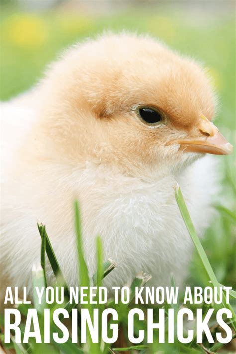 Everything You Need To Know About Raising Baby Chicks Twelve On Main