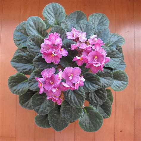 Tiny bulblike swellings at base of stem. Five Tips for Easy African Violets - HousePlants Now