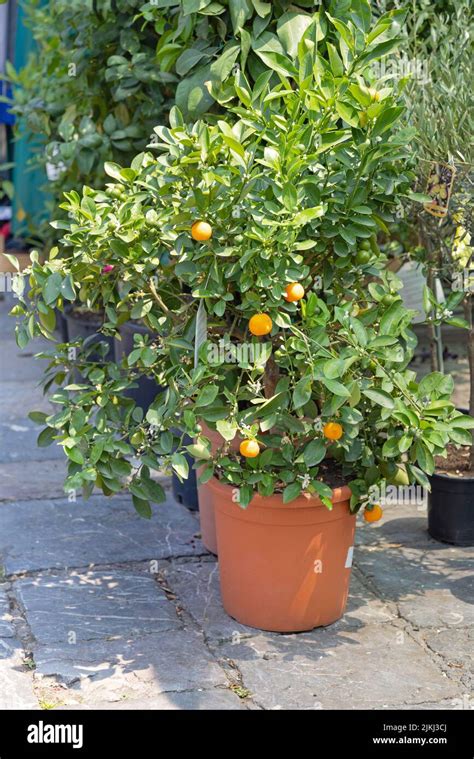 Growing Small Orange Citrus Tree In Pot Stock Photo Alamy