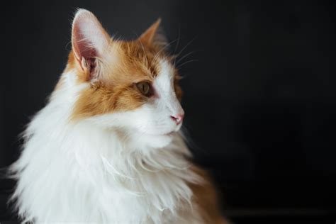 10 Domesticated Cat Breeds That Are The Largest