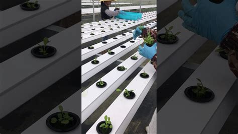 With nft hydroponic systems, the nutrient solution is pumped into channels that can hold a varied amount of plants. NFT Hydroponic system - YouTube