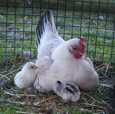 Straight run (mix of males and females as hatched) only. Raising backyard poultry - Poultry Hub