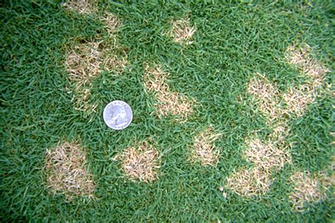 Dollar spot is a problem on bermudagrass and zoysiagrass. Dollar Spot - Barmac Pty Ltd