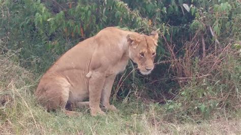 Safari Lioness After Mating Season At The Masai Mara