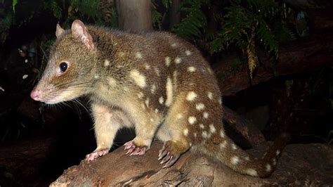 The Australian Native Animals No One Knows About Au