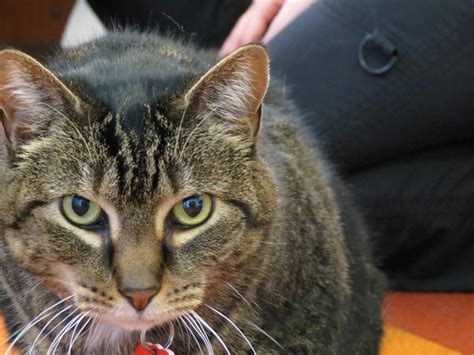 Alpine Animal Clinic & St. Francis Animal Clinic | Danville PA