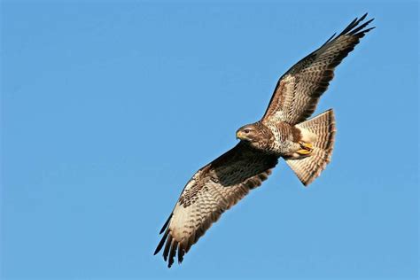 Maybe you would like to learn more about one of these? Ein Bussard verursacht einen Autounfall auf der B3 ...