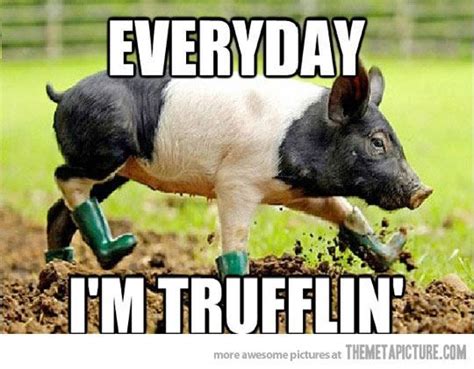Pig Meme 102 Best Pig Memes Images On Pinterest Insurance