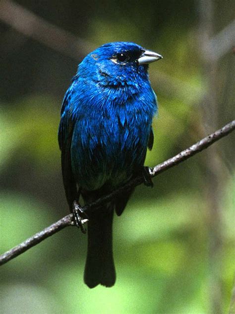 It lives in most of the eastern and central united states; Bunting, Indigo*** | Chicago Botanic Garden