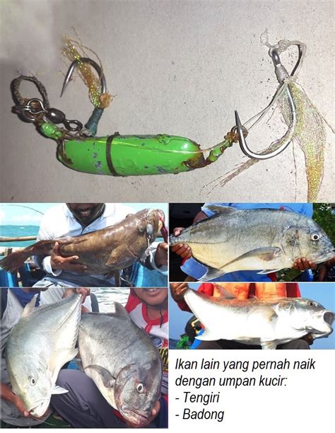Maybe you would like to learn more about one of these? DK's Diary: Teknik Umpan Kucir di Laut