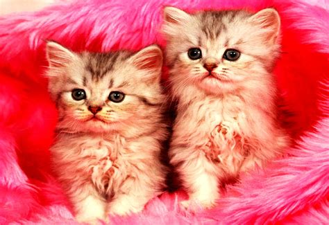 Download Free 100 Cute Pink Kittens Wallpapers