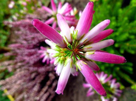 Free Images Nature Blossom Flower Purple Petal Bloom Autumn