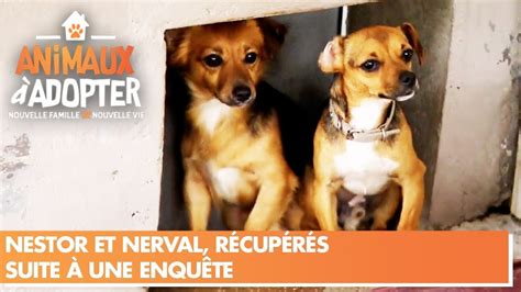 Deux Chiens Récupérés Par La Spa Animaux à Adopter Youtube