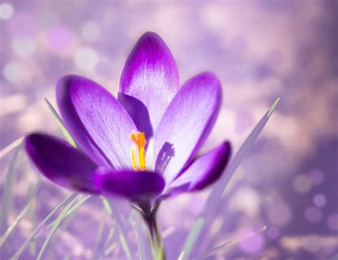 Die schönsten Blumenbilder