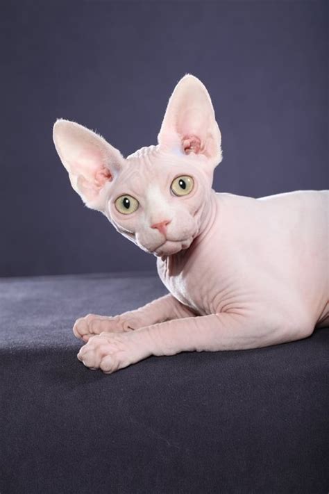 Kitty angel rescue (formerly atlanta persian & siamese rescue), was founded in 2002. 30 best images about Sphynx Kittens - Already Adopted on ...