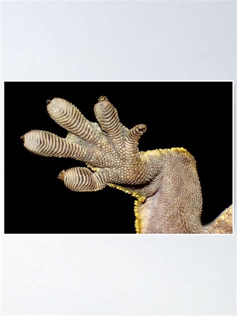 Crested Gecko Foot Poster By Yussefrafik Redbubble