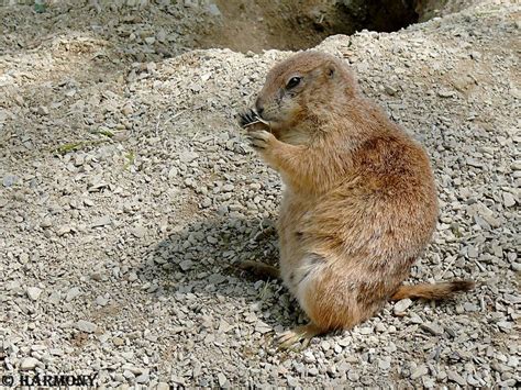 Il faudra surtout veiller à ne pas malgré soi inciter son chien à aboyer. Aboiement De Chien - Iosys