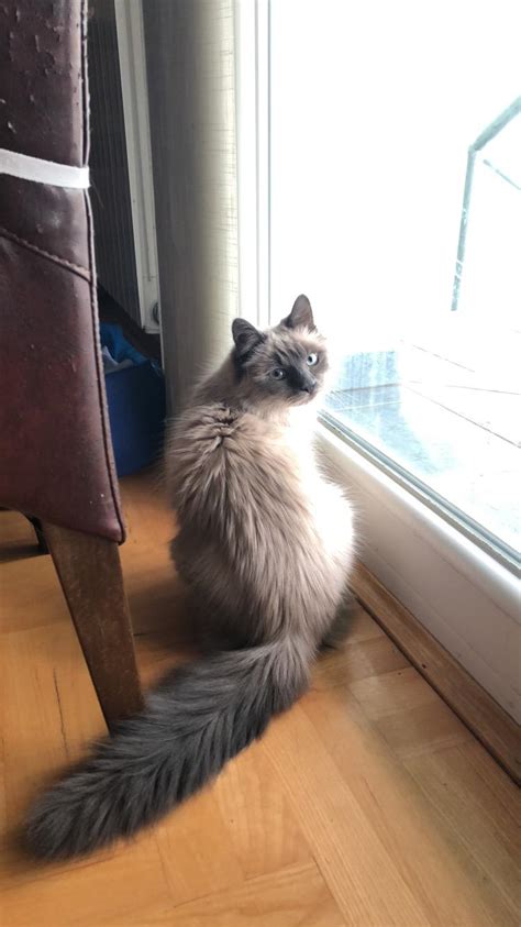 Meet Thor Siamese And Norwegian Forest Cat Mix Siamesecats