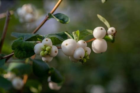 How To Grow And Care For Snowberry Plant Symphoricarpos Albus