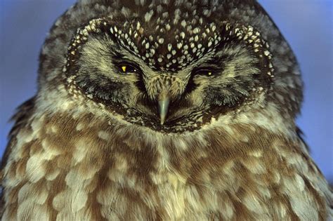 Boreal Owl Nocturnal Birds Mammals Prey