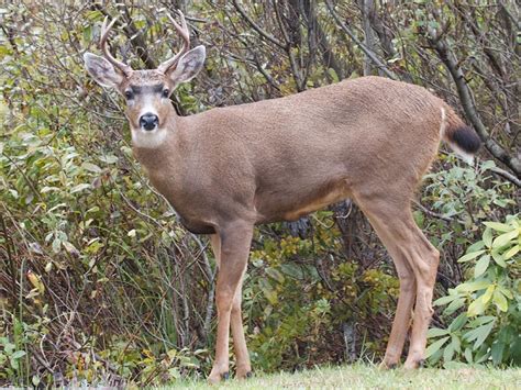 Black Tailed Deer Facts Size Behavior Adaptations Pictures