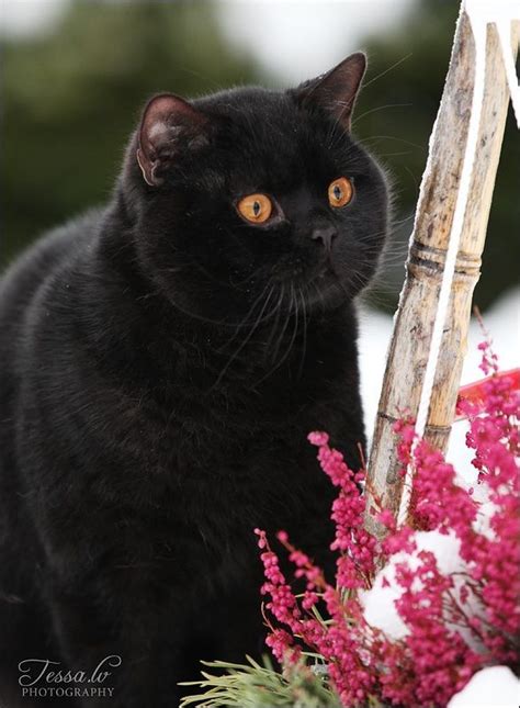 British Shorthair Cat Black And White British Shorthair