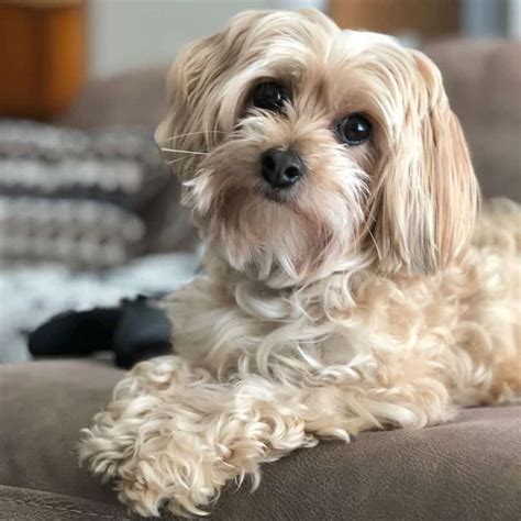 7 Things You Need To Know About The Yorkipoo Animalso