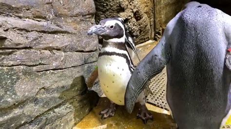 Home Safari Penguin Cincinnati Zoo Youtube