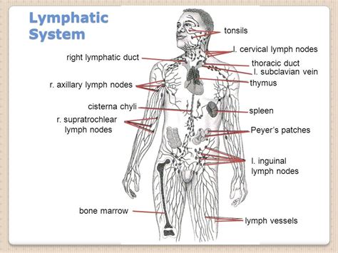 Lymphatic System Diagram Tonsils Diagram Quizlet The Best Porn Website
