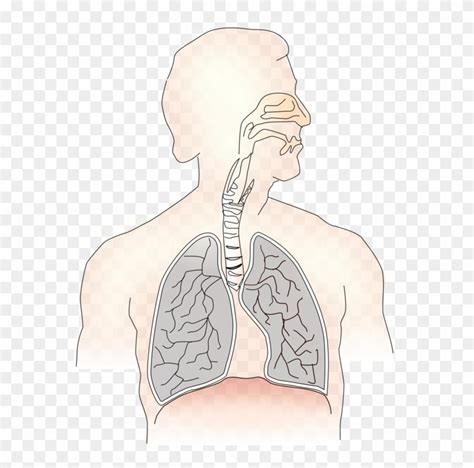 Inhalation Lung Exhalation Respiratory System Trachea - Respiratory