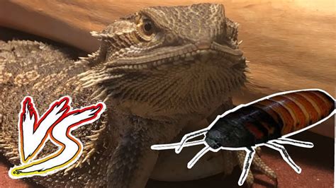 We did not find results for: GIANT Madagascar Hissing Cockroach VS Bearded Dragon EPIC ...