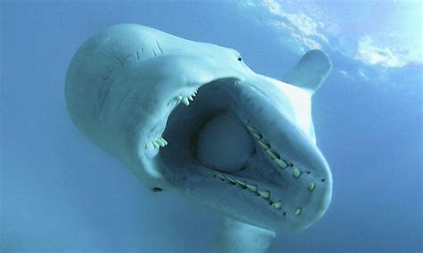 Ten Interesting Facts About Beluga Whales Blog Posts Wwf