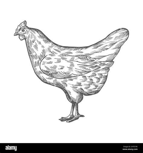Chicken Sketch Vector Vintage Illustration Hand Drawn Chicken Sketch