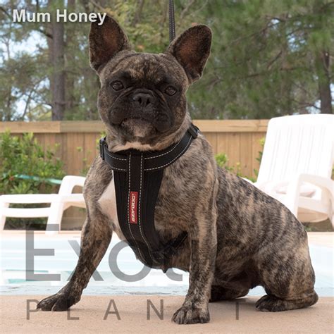 A french bulldog can cost between $1,400 to $8,000 if you're going through a breeder. Honey (Retired) - Exotic Planet | Sourcing Quality Breeds ...