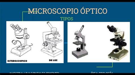 Ficha De Actividad Las Partes Del Microscopio Twinkl