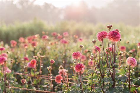 This Flower Farm Will Make You Want To Become A Flower Farmer Julia