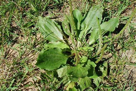 Chinese Plantain Herb Seeds By National Gardens Garden