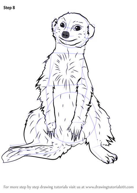 Learn How To Draw A Meerkat Sitting Wild Animals Step By Step