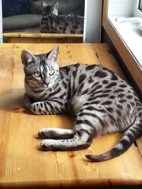 Some bengal coats have striking rosettes or spots made bengal coats also come in a marbled pattern: Vividcats Bengals