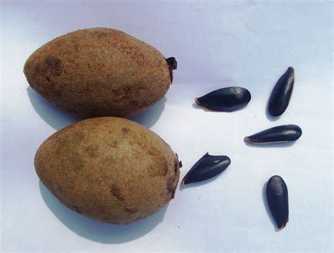 5 X Sapote Seeds Manilkara Zapota Chiku Naseberry Sapodilla Etsy
