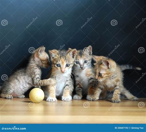 Four Cute Cats Stock Photo Image Of Bright Stratagem 20687192