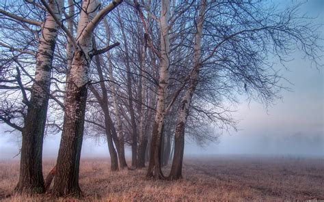 Landscapes Nature Trees Fog Watermark Wallpapers Hd Desktop And