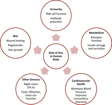 Functions Of Zinc In Human Body Download Scientific Diagram