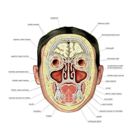 Paranasal Sinuses Photograph By Asklepios Medical Atlas The