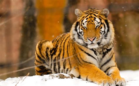 Download Siberian Tiger Wallpaper By Jcampbell15 Siberian Tiger