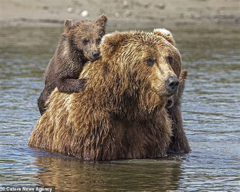 Bear Cubs Cling To Their Mothers Back In Alaska Bear Cubs Bear