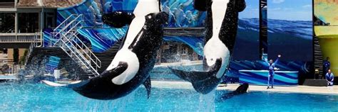 Seaworld To End Orca Shows But Not Captivity Of Incredible Creatures