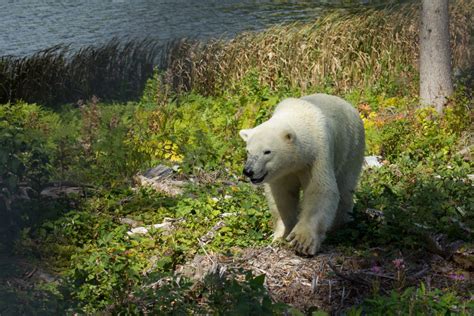 Meet The Bears Visit The Cochrane Polar Bear Habitat Northeastern